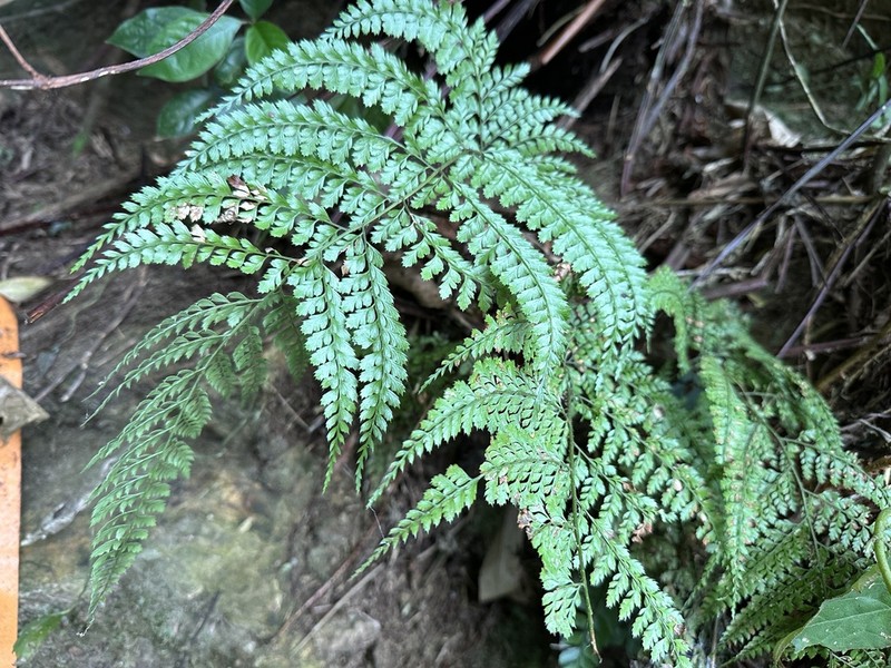 Arachniodes nigrospinosa