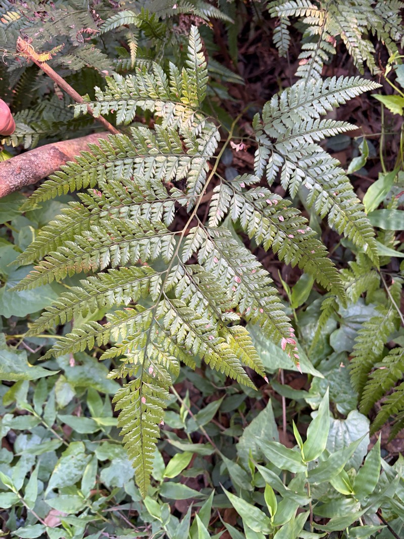 Arachniodes oohorae photo 2