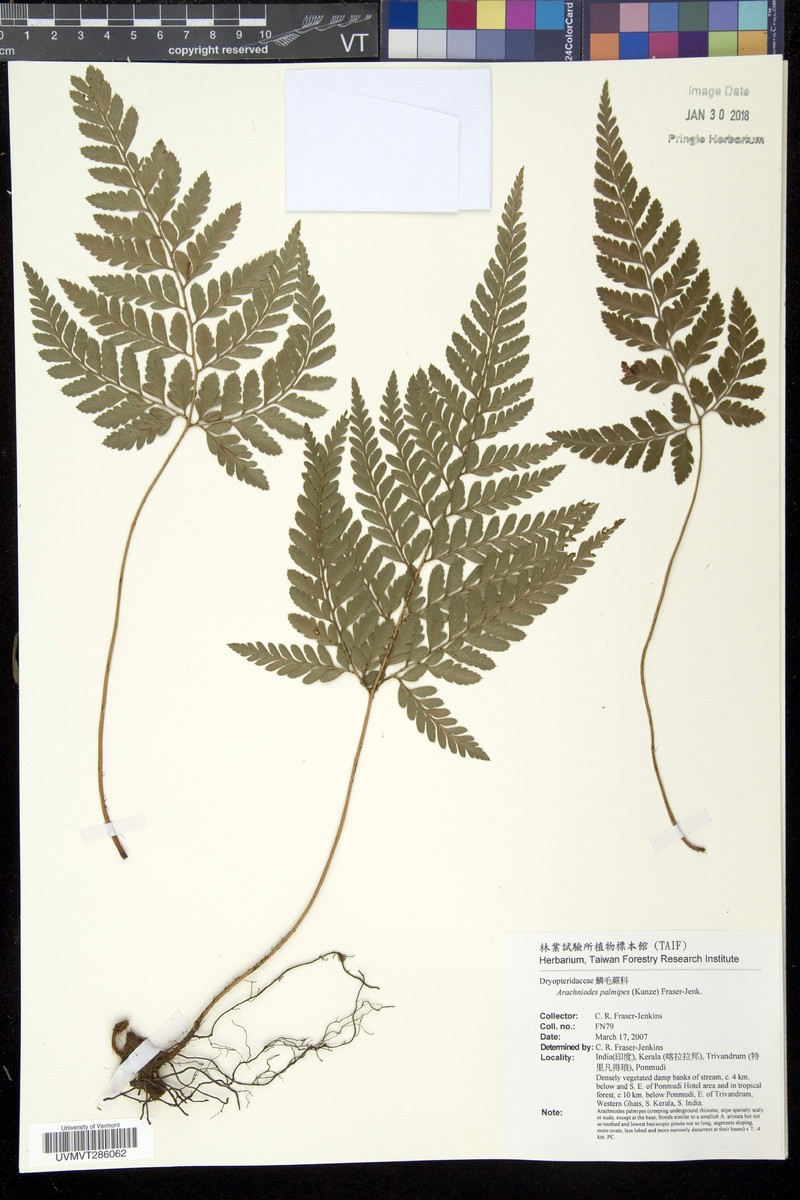 Arachniodes palmipes