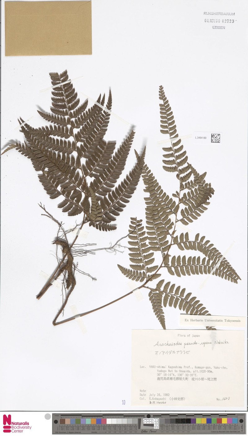 Arachniodes pseudorepens