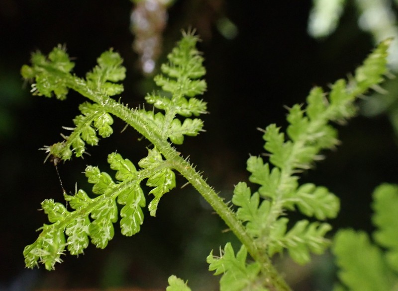 Arachniodes quadripinnata