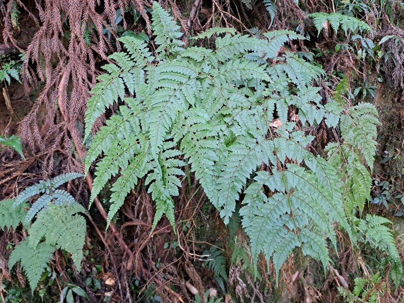 Arachniodes quadripinnata photo 4