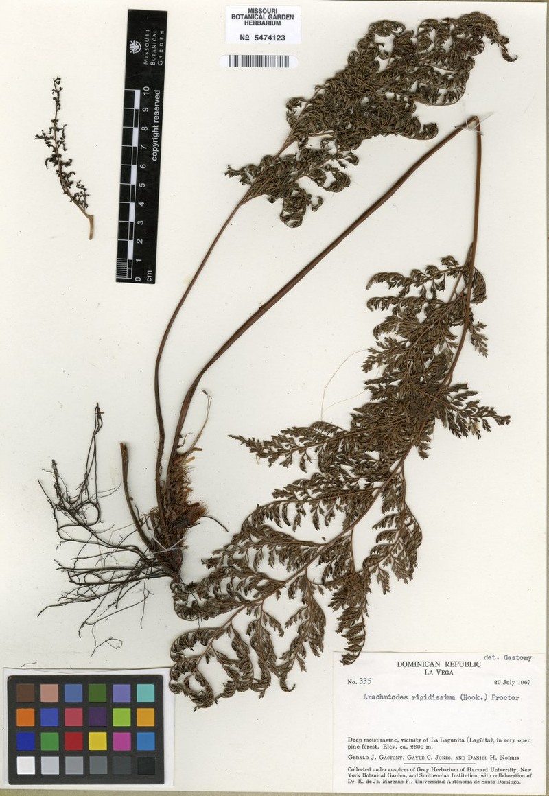 Arachniodes rigidissima