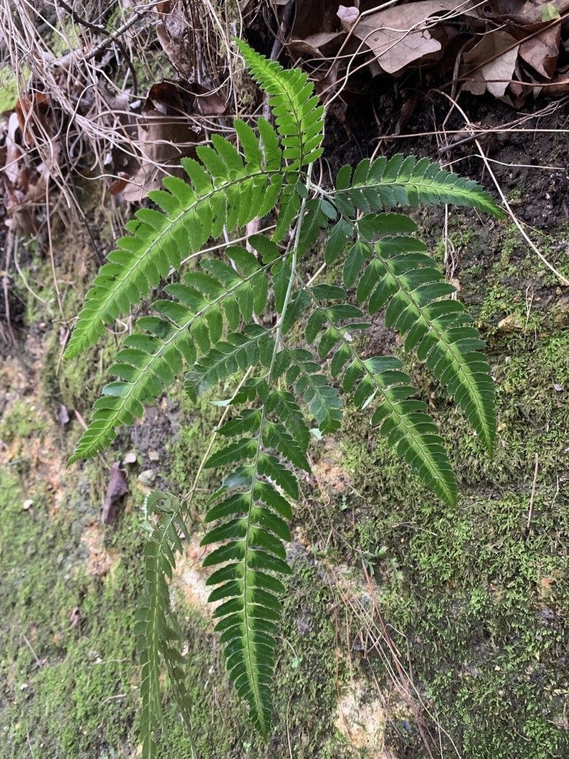 Simpler Hollyfern photo 2