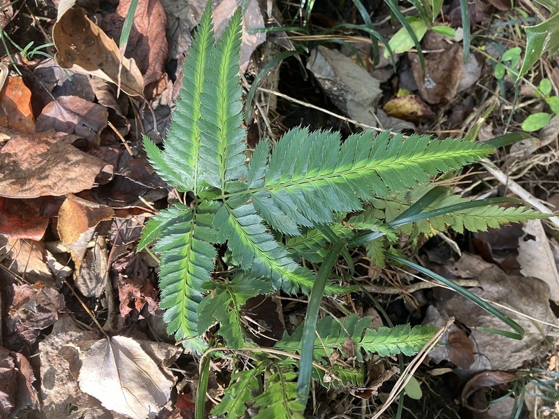 Simpler Hollyfern photo 3