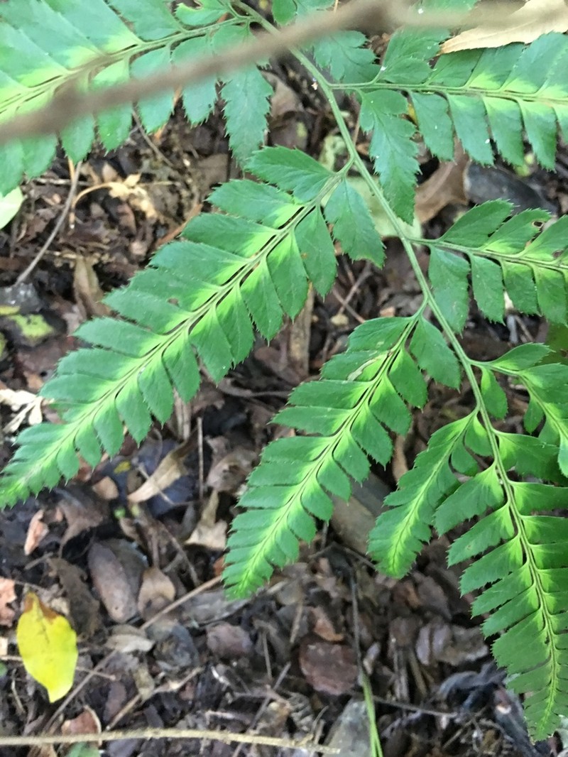 Simpler Hollyfern photo 4