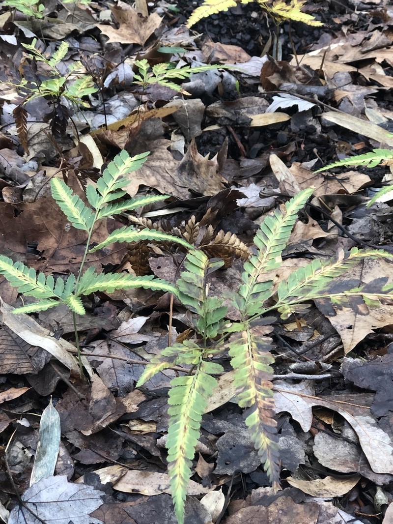 Simpler Hollyfern photo 5