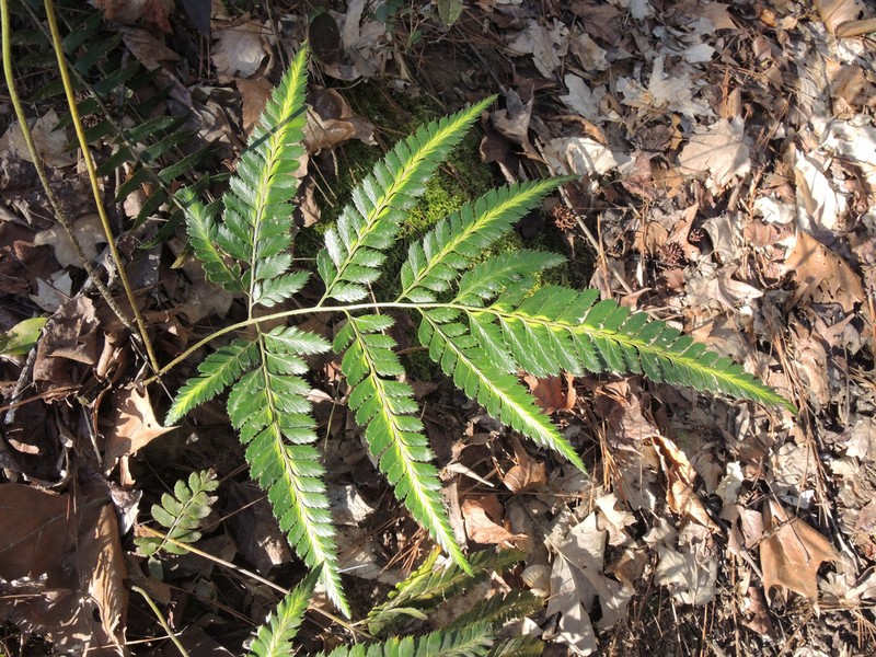 Simpler Hollyfern photo 6