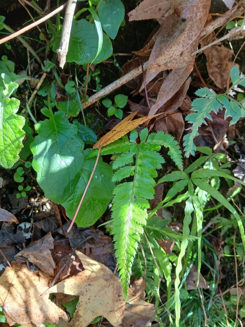 Simpler Hollyfern photo 7