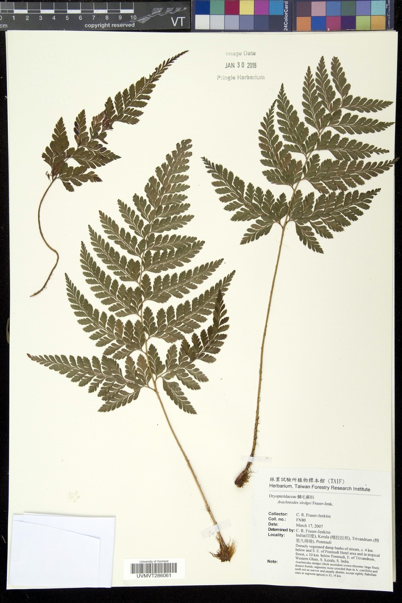 Arachniodes sledgei