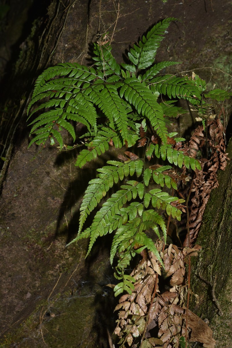Arachniodes spectabilis photo 2
