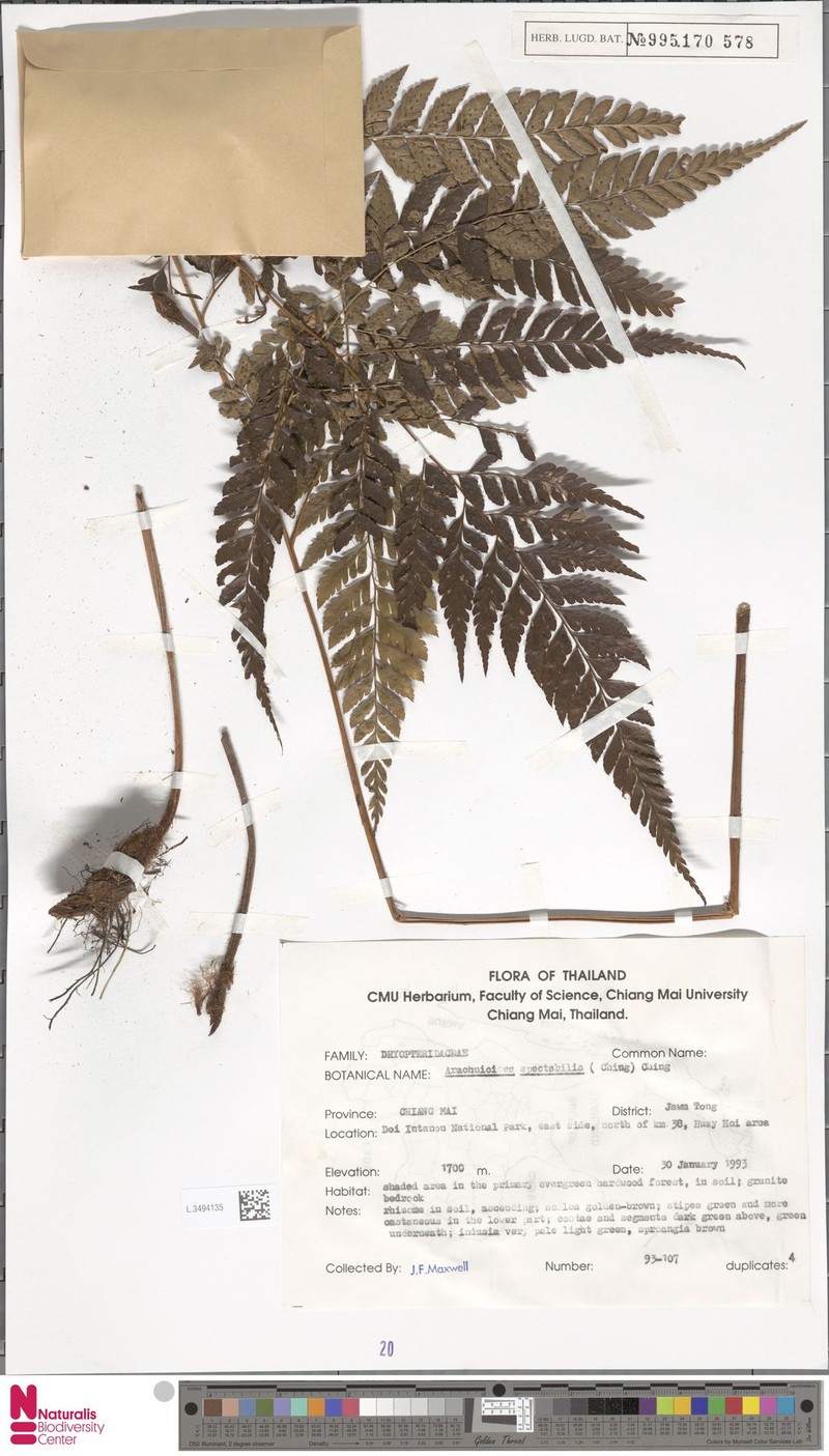 Arachniodes spectabilis photo 3
