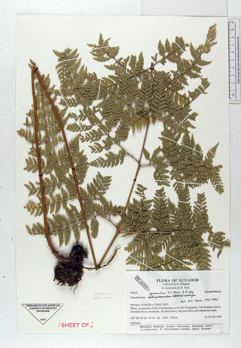Arachniodes squamulosa