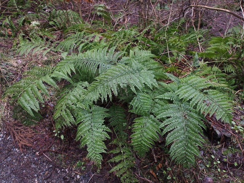 Arachniodes standishii photo 6