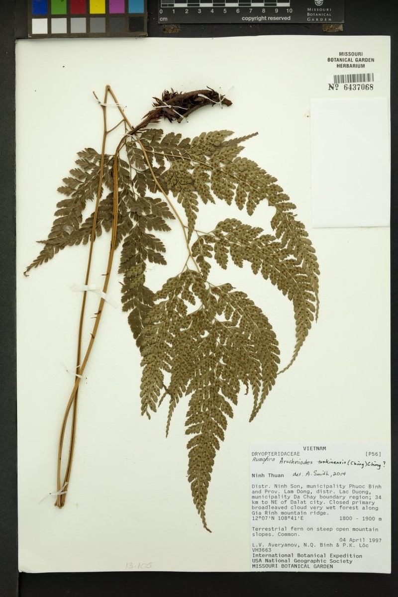Arachniodes tonkinensis photo 4