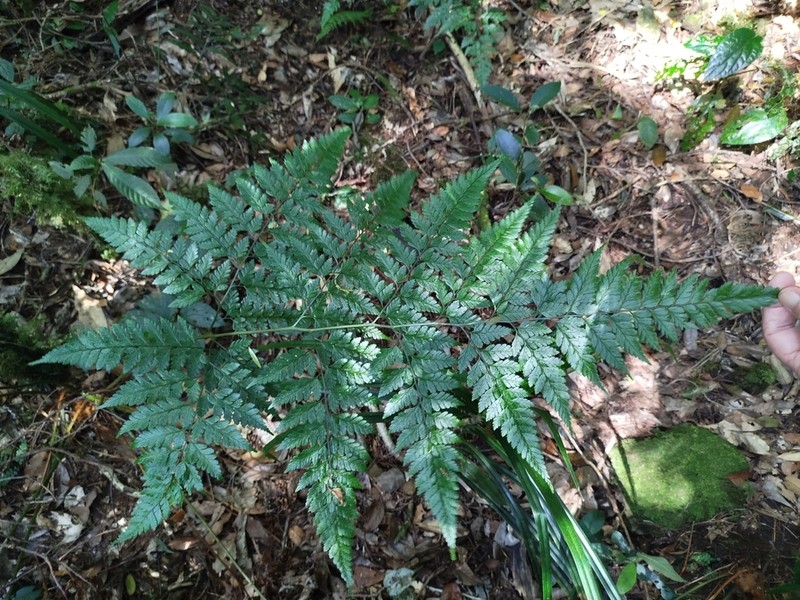 Arachniodes tripinnata