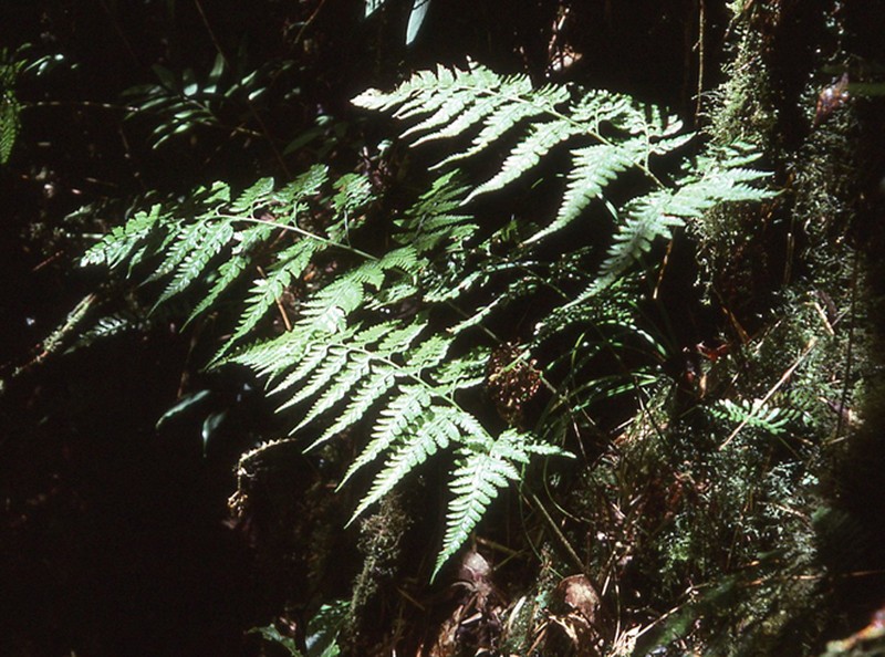 Arachniodes tripinnata photo 3