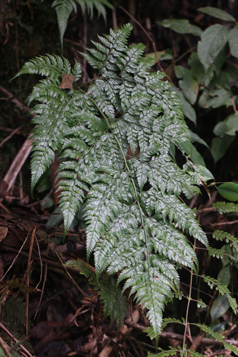 Arachniodes tripinnata photo 4