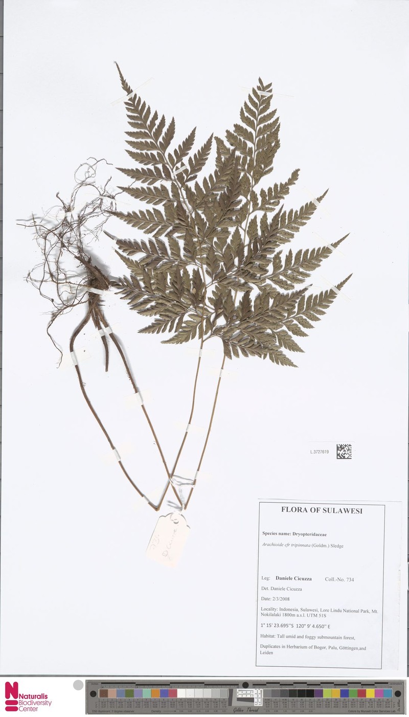 Arachniodes tripinnata photo 5