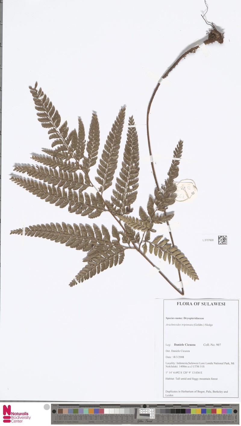 Arachniodes tripinnata photo 6