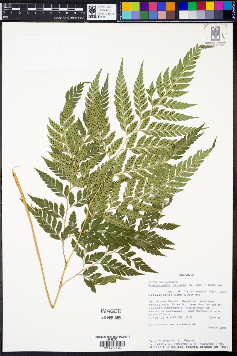 Arachniodes webbiana subsp. foliosa photo 2