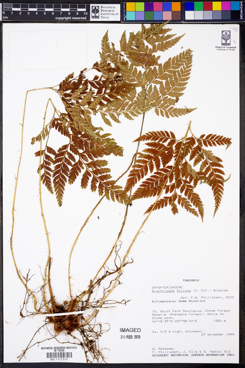 Arachniodes webbiana subsp. foliosa photo 3