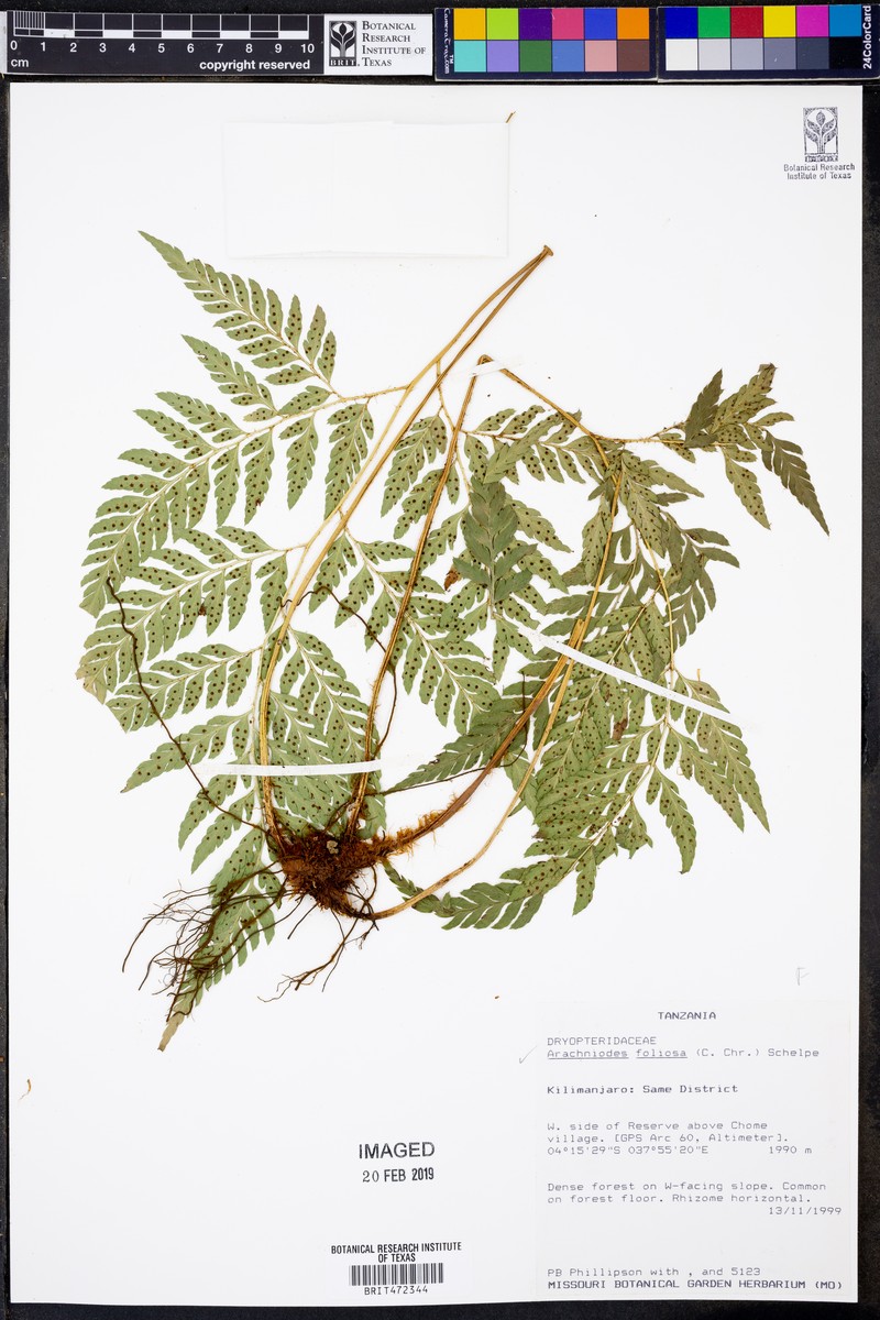 Arachniodes webbiana subsp. foliosa photo 4