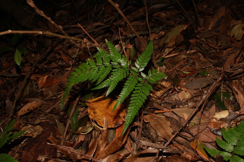 Arachniodes yaoshanensis