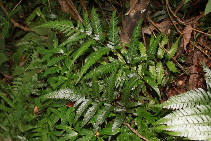 Arachniodes yasu-inouei