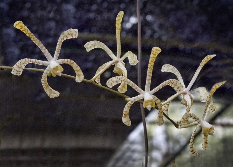 Arachnis × maingayi photo 5
