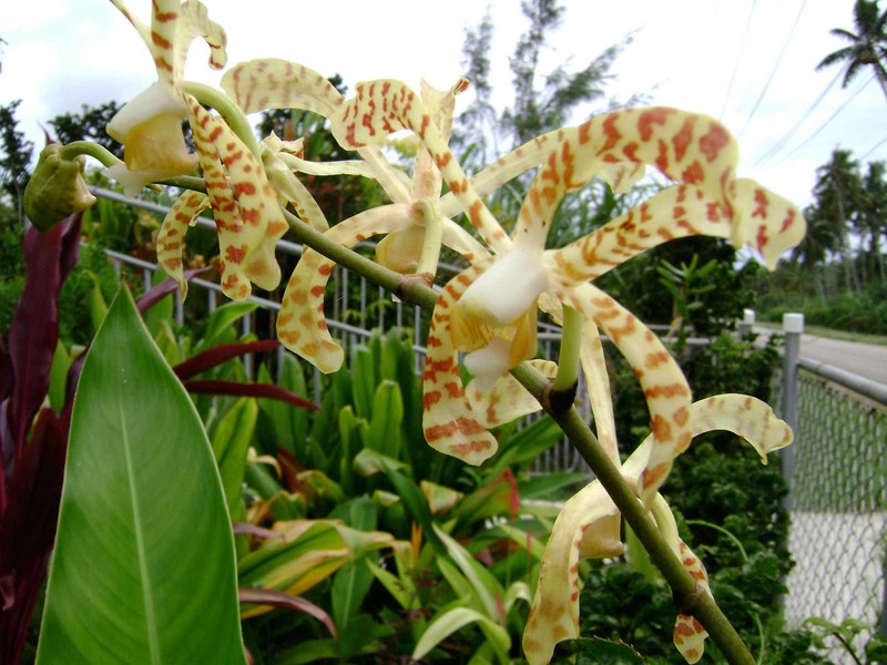Arachnis × maingayi photo 6
