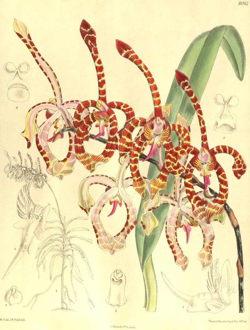 Arachnis annamensis