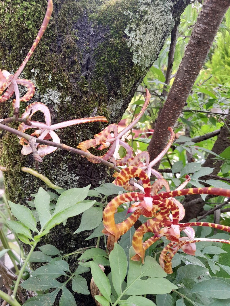 Arachnis annamensis photo 2