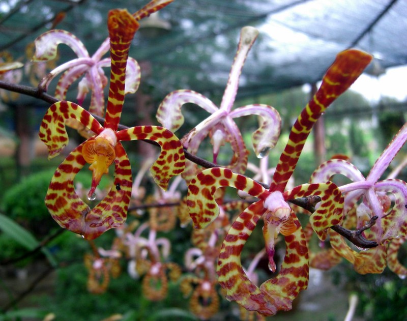 Arachnis annamensis photo 3