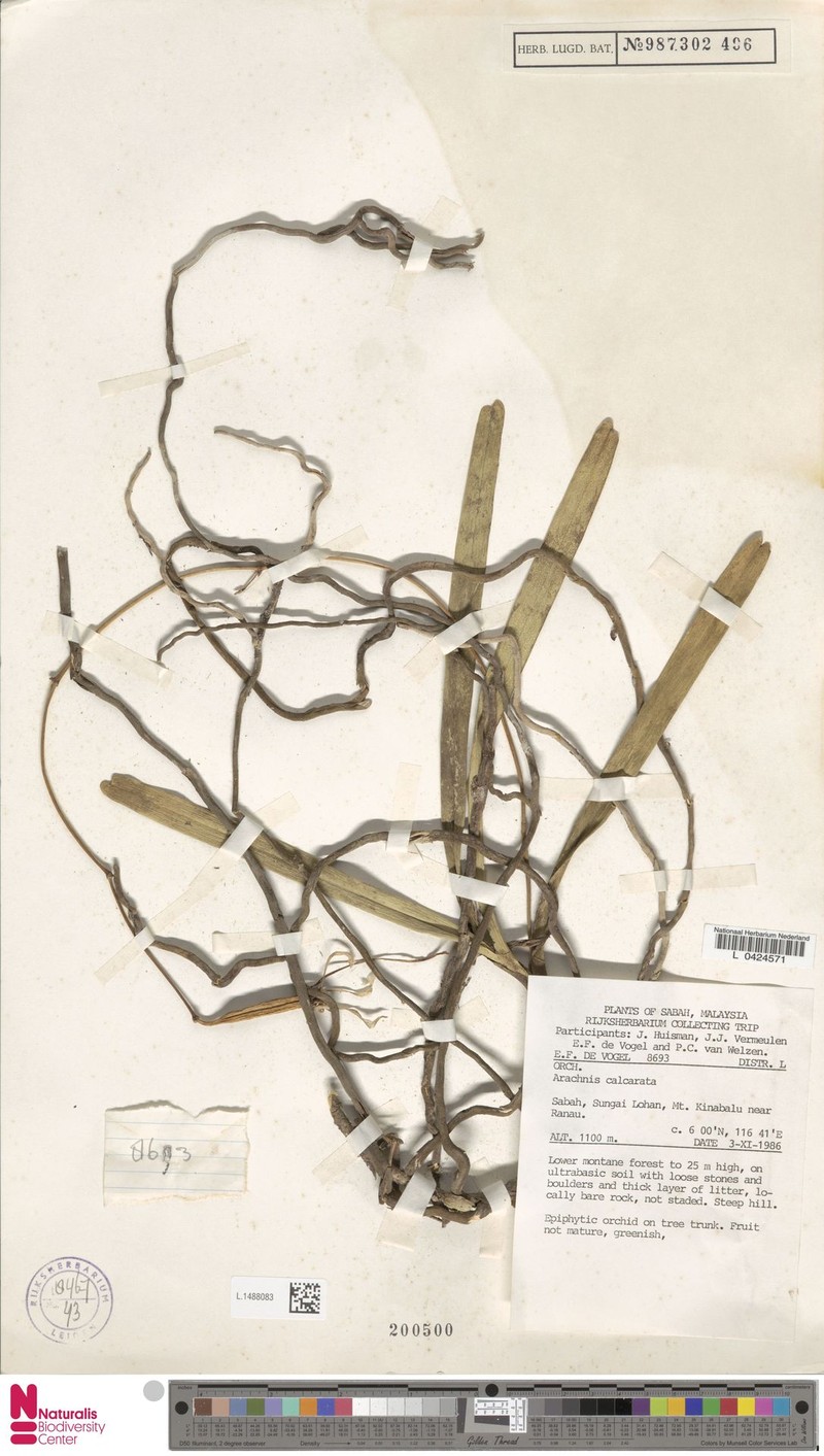 Arachnis calcarata