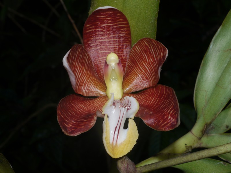 Arachnis cathcartii