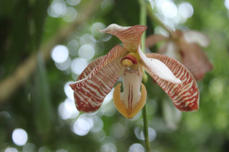 Arachnis cathcartii photo 3