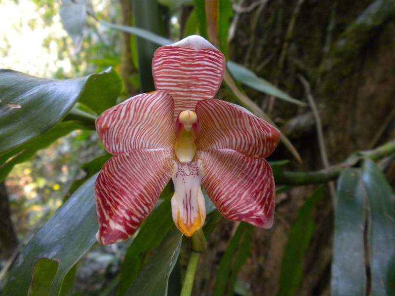 Arachnis cathcartii photo 4