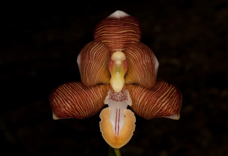 Arachnis cathcartii photo 5
