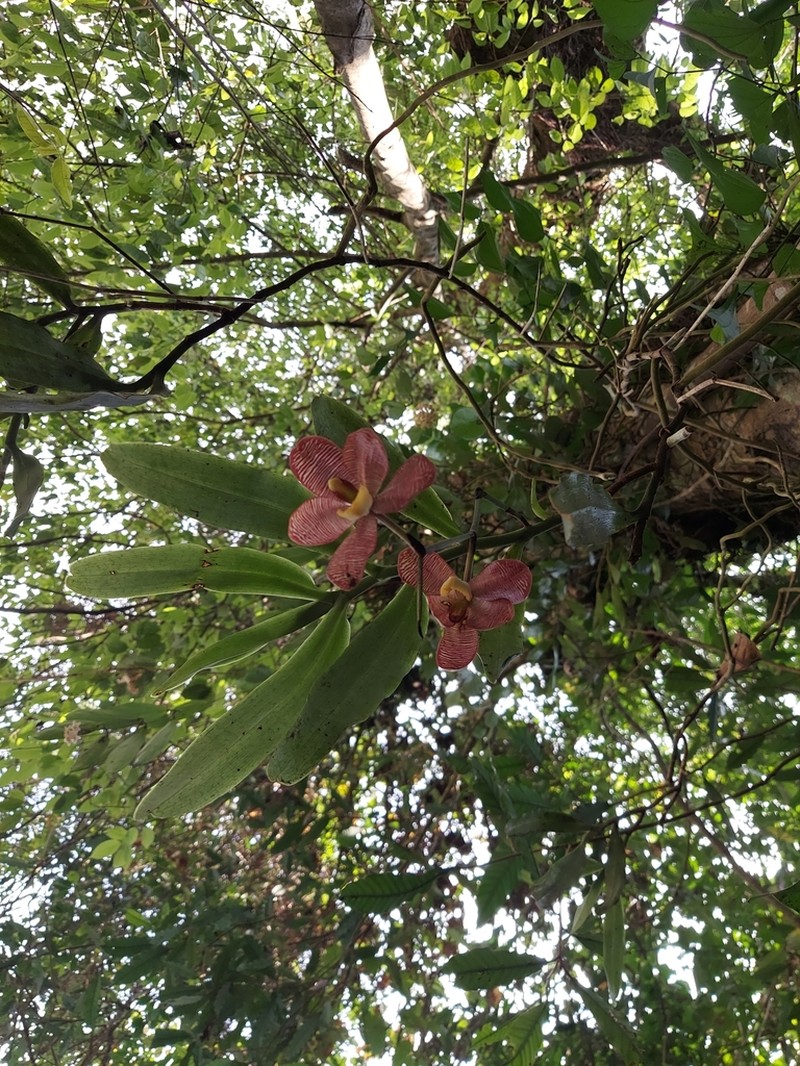 Arachnis cathcartii photo 6