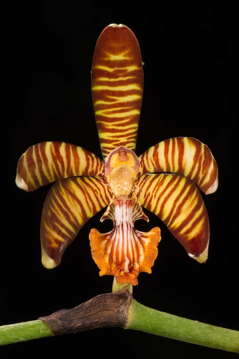 Arachnis clarkei photo 3