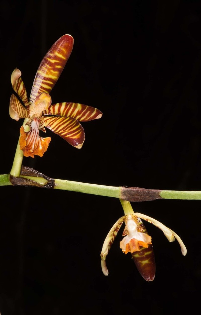 Arachnis clarkei photo 4