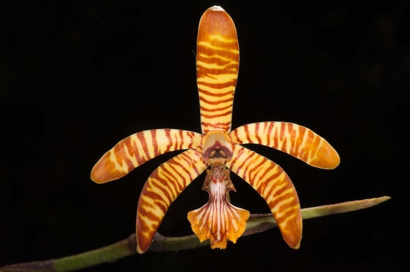 Arachnis clarkei photo 5