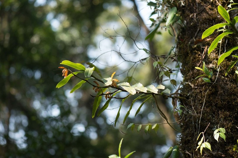 Arachnis clarkei photo 6