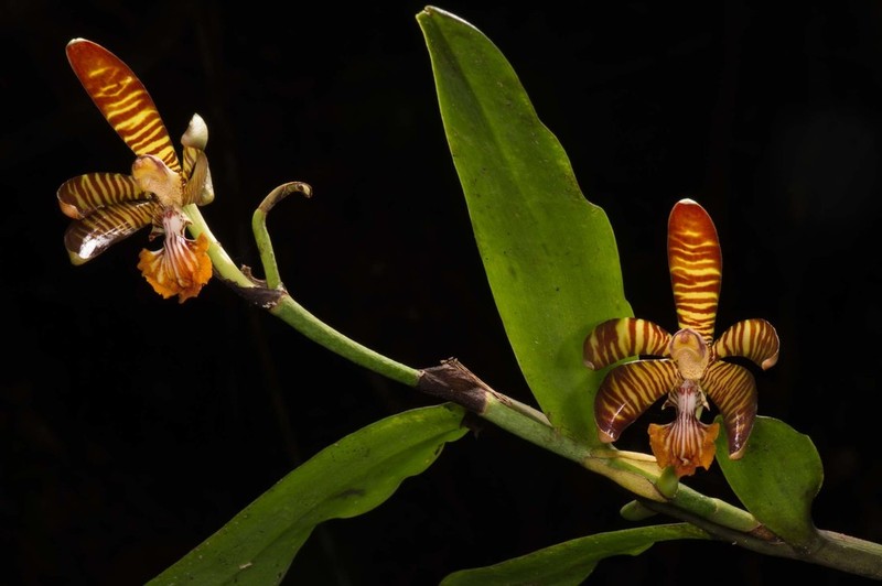 Arachnis clarkei photo 7