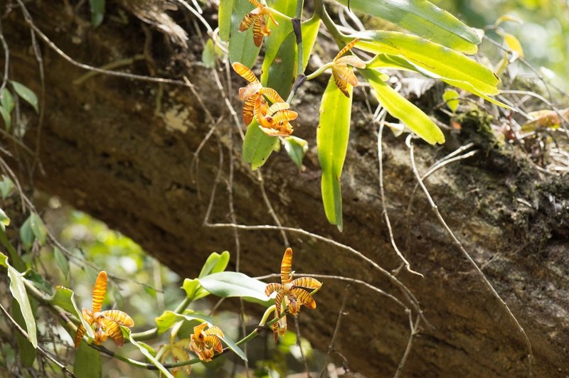 Arachnis clarkei photo 8