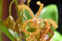 Arachnis flos-aeris