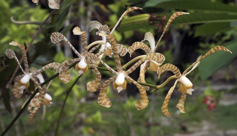 Arachnis flos-aeris photo 3
