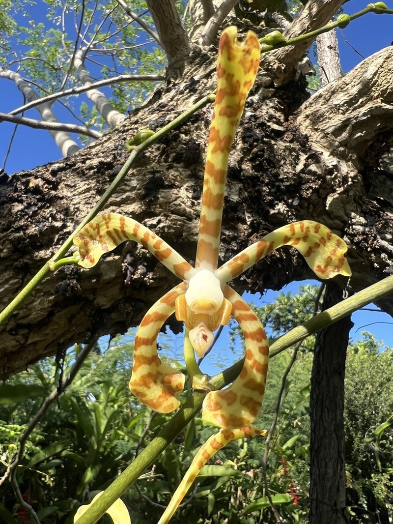 Arachnis flos-aeris photo 4
