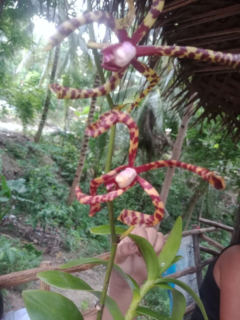 Arachnis flos-aeris photo 5